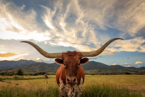 A Longhorn bull grazes in the Iowa countryside.